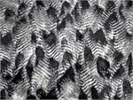 Feathered Black White