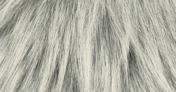 Frosted Silver Samoyed Husky