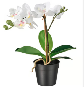 orquidea falsa.png