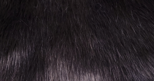 Black Luxury Fox