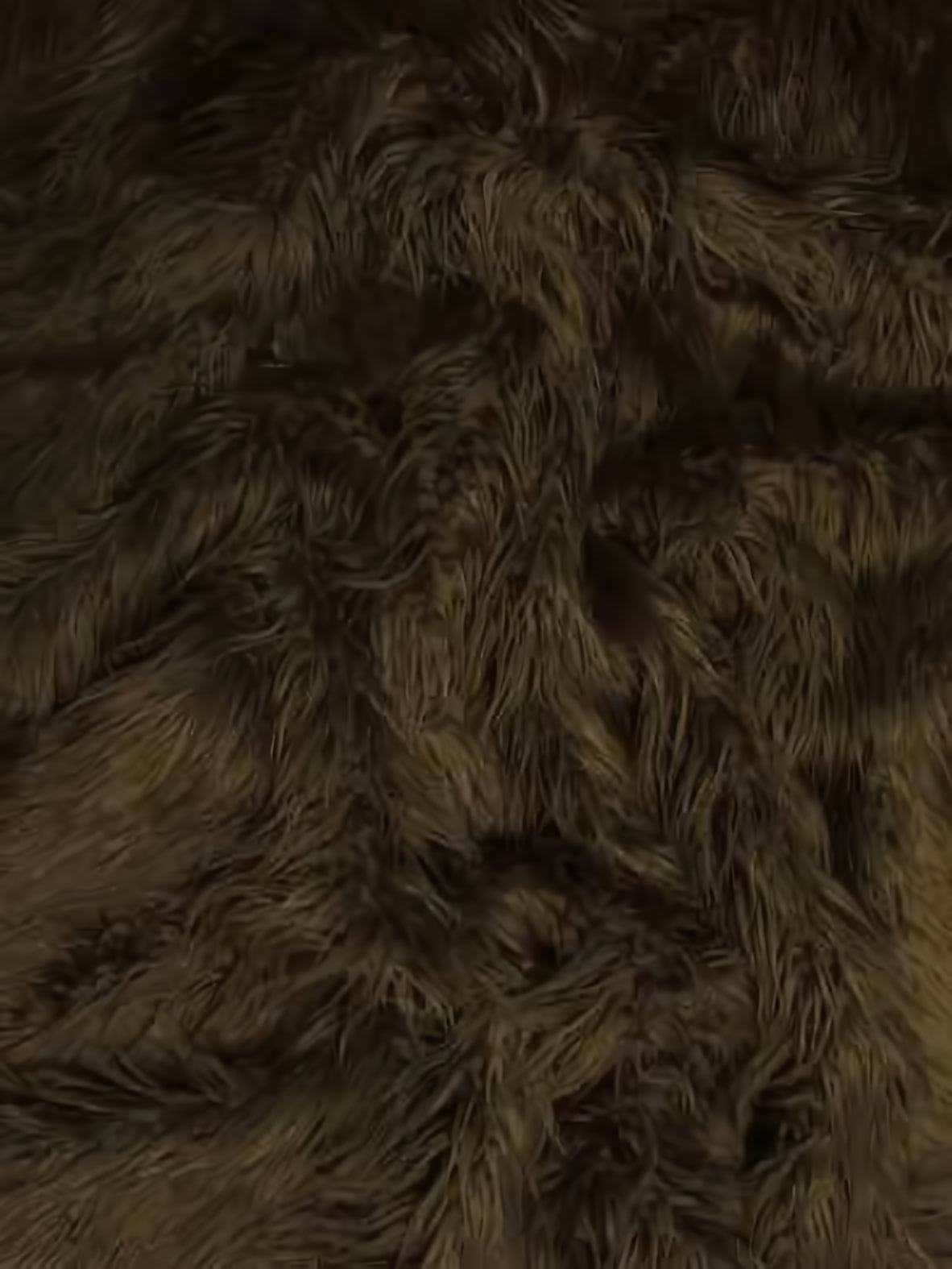 Brown Mongolian