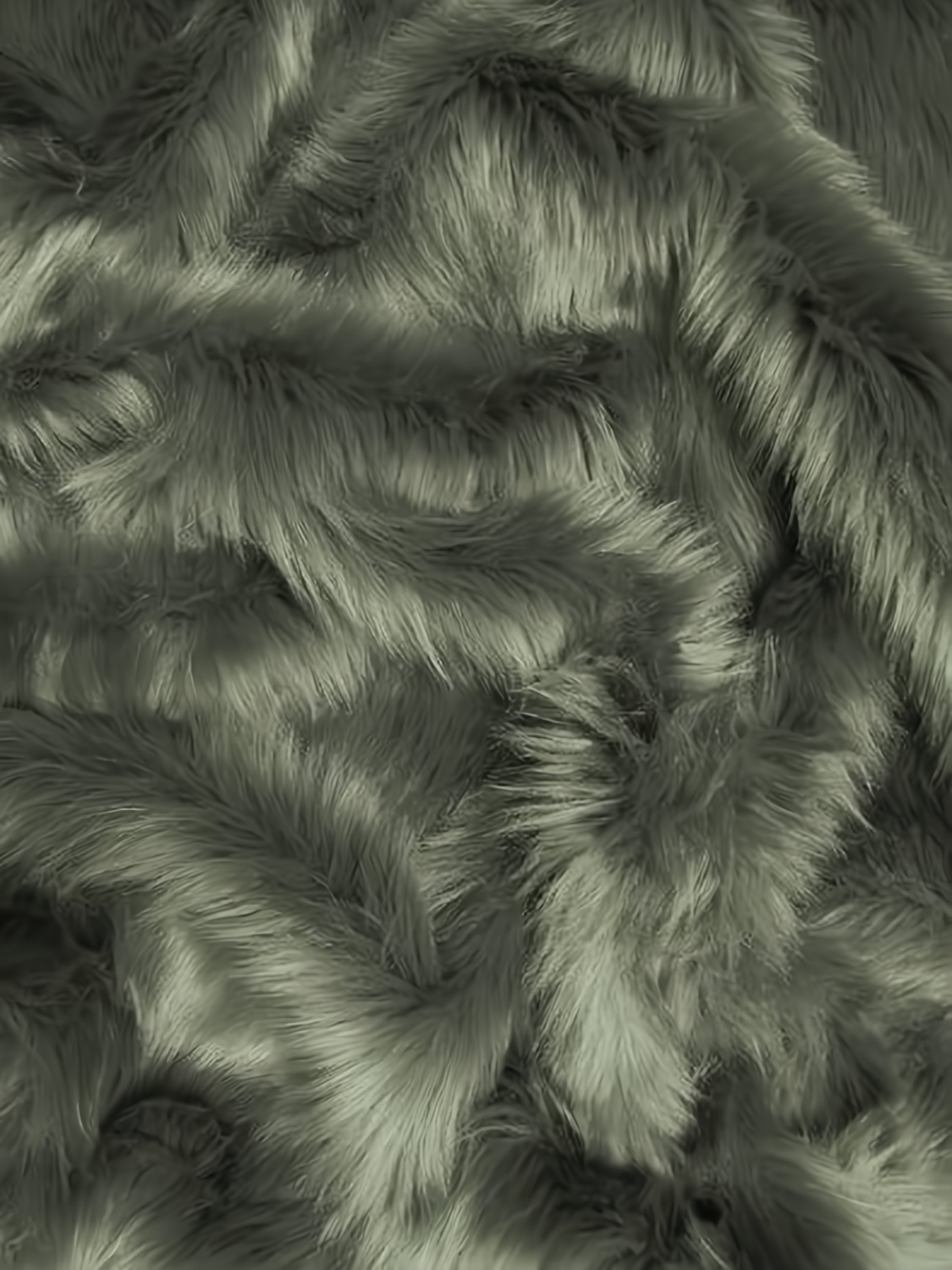 Gray Shaggy