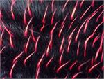 Black Red