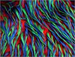 Red Green Blue