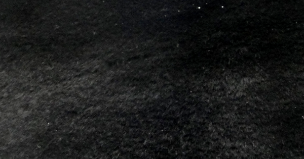 Black Beaver/Seal