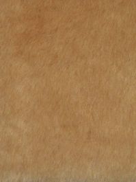 Warm Beige Short Teddy Bear