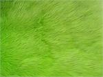 Lime Shaggy