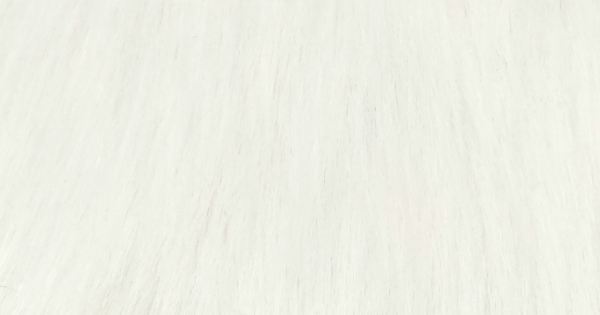 Ivory Samoyed Husky
