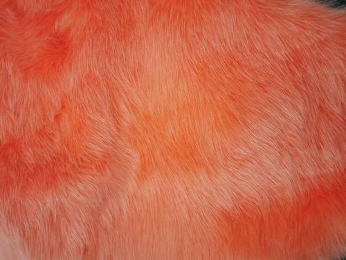 Peach "Teddy Fox"