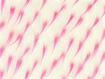 White Fuchsia