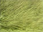 Olive Shaggy