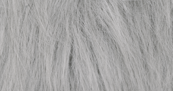 Silver Samoyed Husky