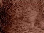 Chocolate Shaggy